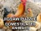 Igra Jigsaw Puzzle Domesticated Animals spletu