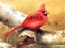 Igra Art Birds Puzzle spletu
