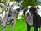 Igra Dog Simulator 3d spletu