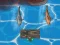 Igra Titanic Shark Attacks spletu