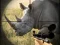 Igra Wild Rhino Hunter spletu