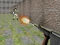 Igra Bullet Fire spletu