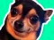 Igra What meme dog are you ? spletu