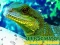 Igra Chinese Water Dragon Jigsaw spletu