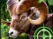 Igra Crazy Goat Hunter 2020 spletu
