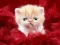 Igra Funny Kitty spletu