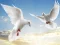 Igra Flying Birds spletu