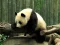 Igra Pandas Puzzle spletu
