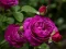 Igra Purple Roses spletu