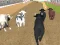 Igra Angry Bull Racing spletu