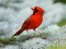 Igra Birds Puzzle spletu