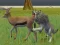 Igra Wolf Life Simulator spletu