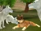Igra Wild Wolves Hunger Attack spletu