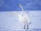 Igra Graceful Swans spletu