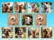 Igra Doggie Duo Discoveries spletu