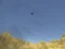 Igra Toucan Shooter spletu