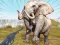 Igra Zoo Anomaly Simulation spletu