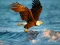 Igra Animals Jigsaw Puzzle Eagle spletu