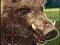 Igra Boar Hunting Jigsaw spletu