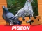 Igra Pigeon Jigsaw Puzzle spletu