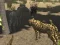 Igra African Cheetah Hunting Simulator spletu