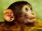 Igra Funny Baby Monkey spletu