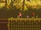 Igra The Lost Forest spletu