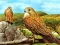 Igra Birds of Prey Slide spletu