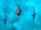 Igra Avoid the Sharks spletu