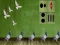 Igra Pigeon Escape 2 spletu