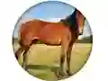 Igra Animal Quiz spletu