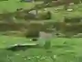 Igra Pigeons Hunting spletu