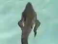 Igra Crocodile Simulator Beach Hunt spletu
