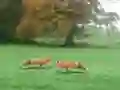 Igra Hunted Fox spletu