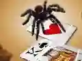 Igra Jumping Spider spletu