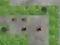 Igra Spider Tower Defence spletu