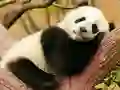 Igra Animal Differences spletu