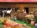 Igra Horse Ranch spletu