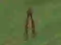 Igra Dino Hunt spletu