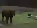 Igra Bear Den spletu