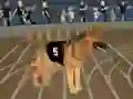 Igra Crazy Dog Racing Fever spletu