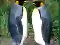 Igra Penguin Puzzle spletu