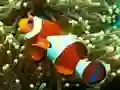 Igra Underwater Hidden Numbers spletu