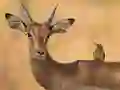 Igra Wild Deer Jigsaw spletu