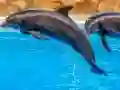 Igra Sea Dolphin Jigsaw spletu