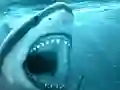 Igra Hungry Shark spletu