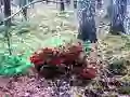 Igra Bernati Forest Adventure spletu