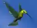 Igra Hummingbird House Escape spletu