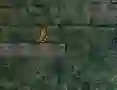 Igra Bunny Adventure spletu