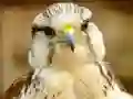 Igra Gyrfalcon Jigsaw spletu